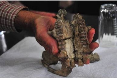 20 million-year-old ape skull
