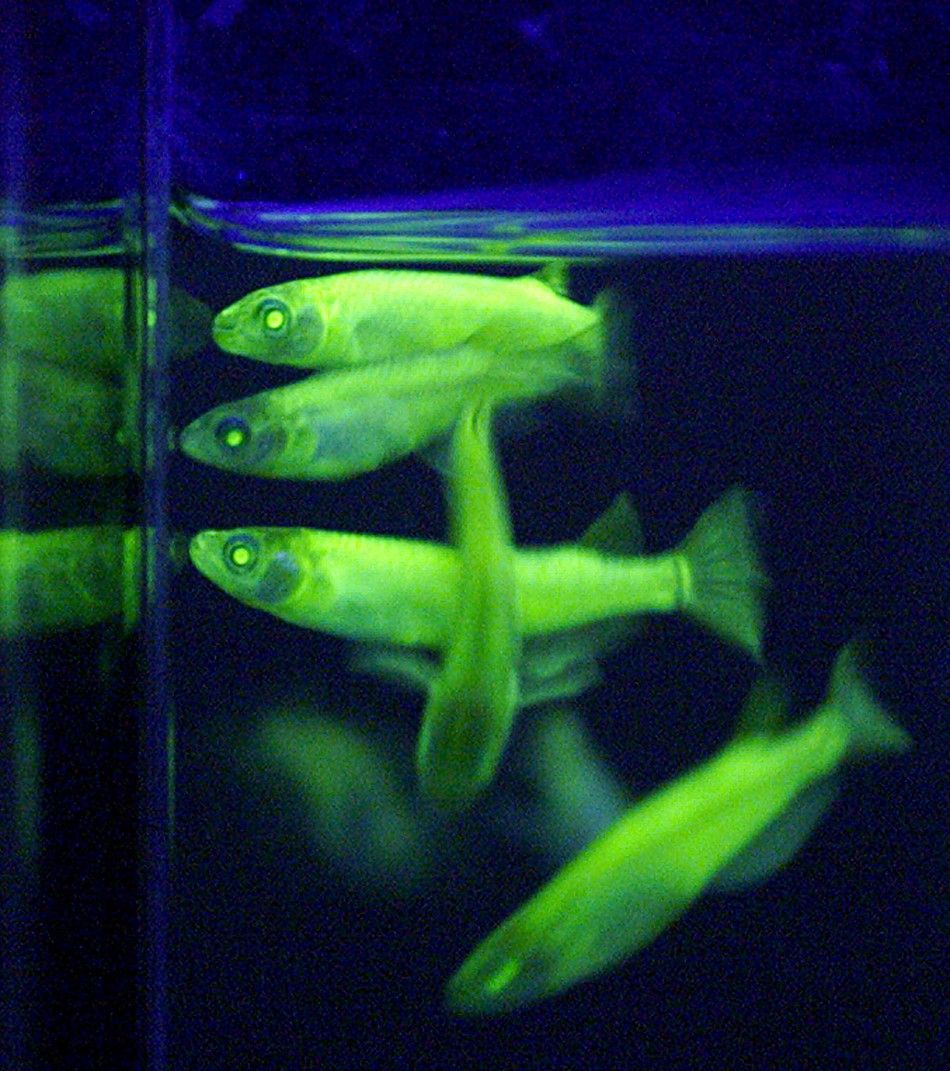 Fluorescent Animals