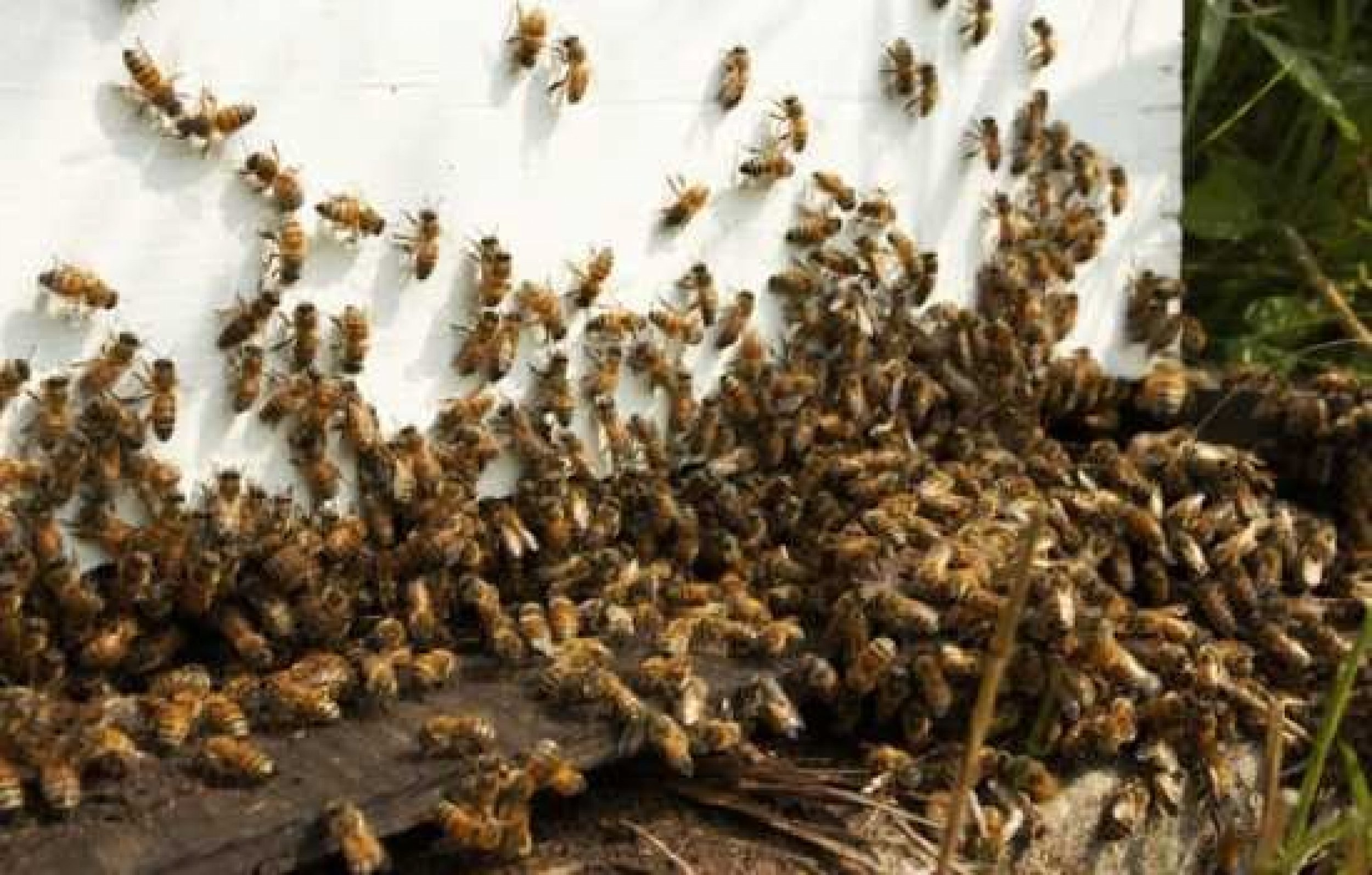 100,000 Killer Bees Attack Park Rangers In Florida; Rodney Pugh, David ...