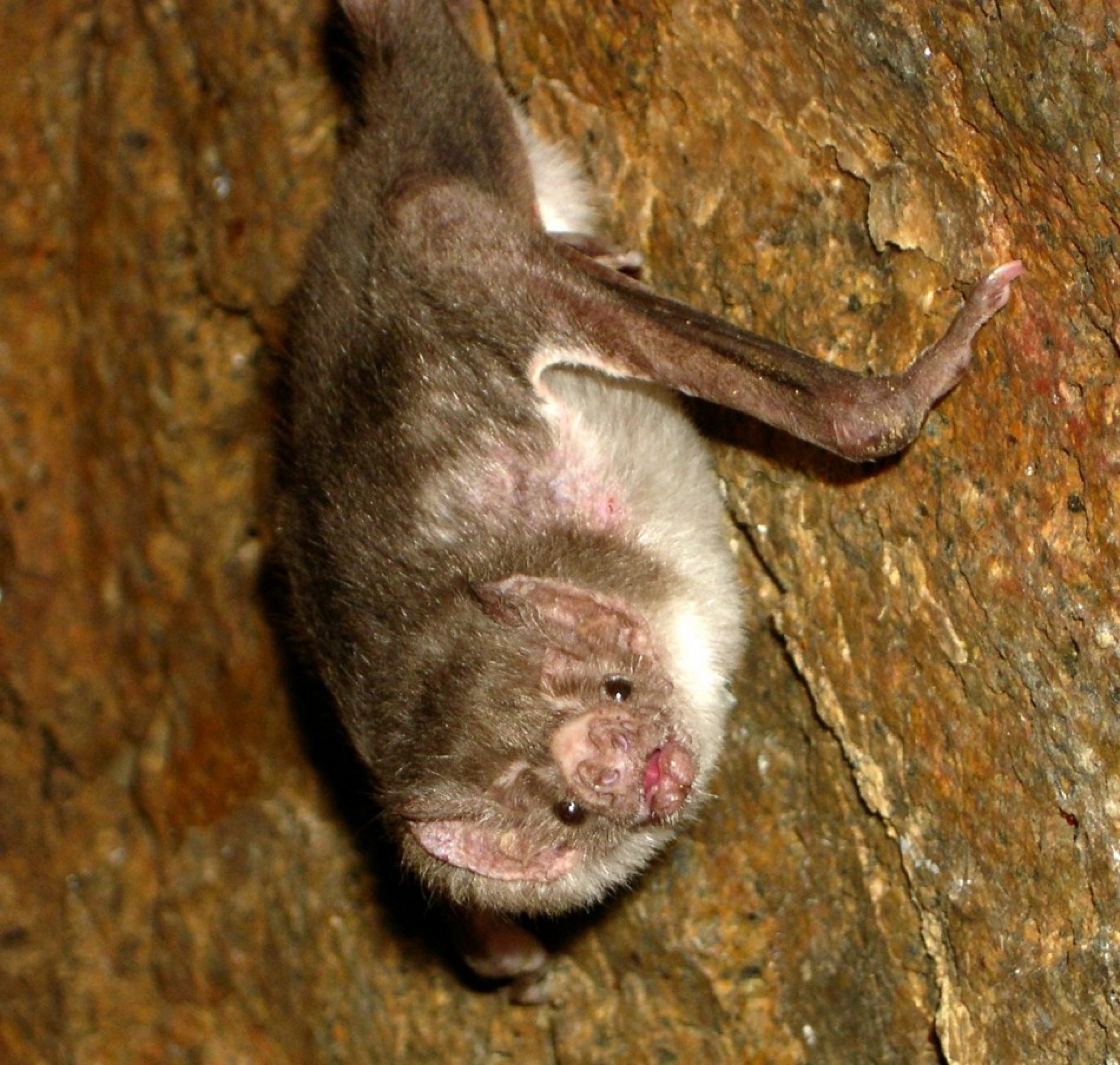 Social Bats Have High Rates of Deadly Fungal Disease Study