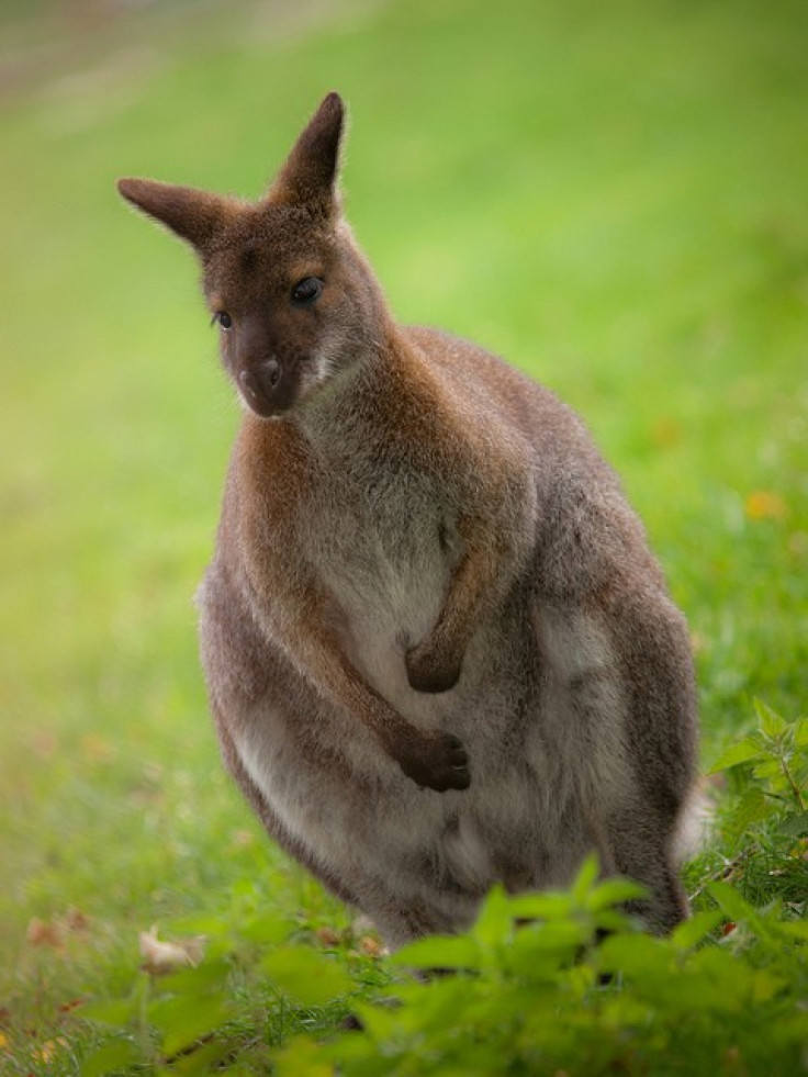 Wallaby