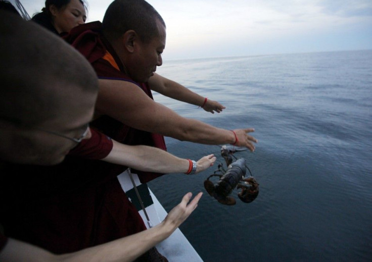 Buddhist monks release a lobster back into the ocean during "Chokhor Duchen" from a boat in the waters off Gloucester