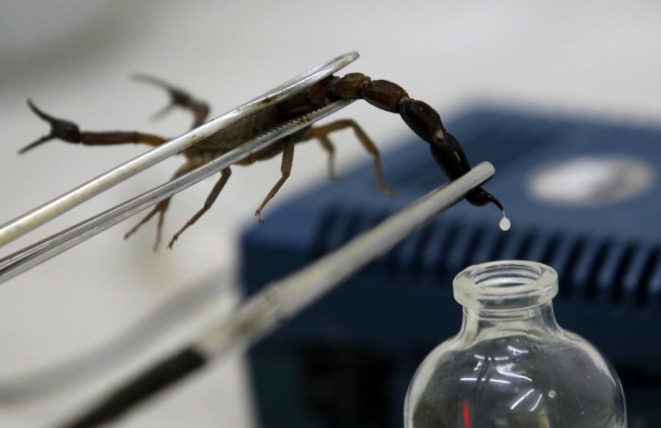 A technician extracts venom from a scorpion at Labiofam Laboratories in Santa Clara, Villa Clara province in central Cuba, around 280 km 174 miles from Havana 
