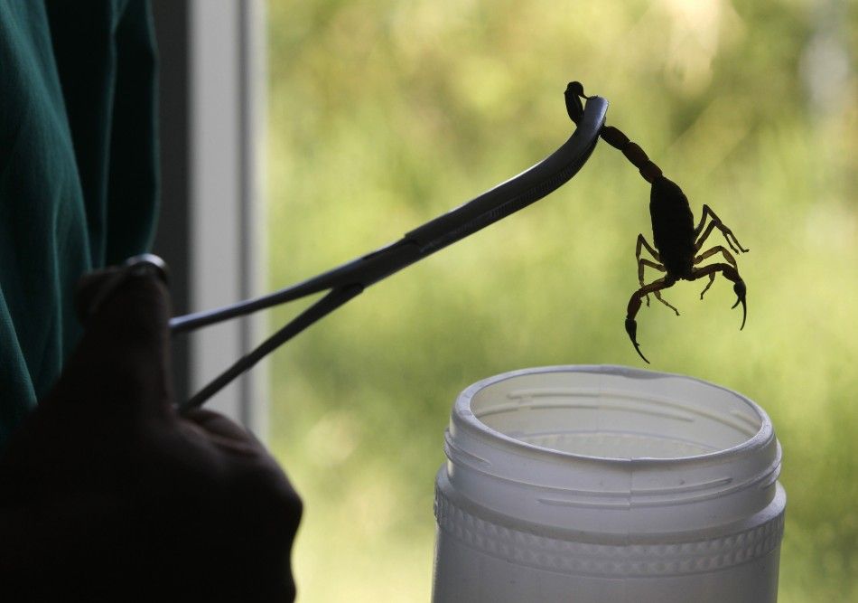 A technician holds a scorpion with a pair of tongs at Labiofam Laboratories in Santa Clara, Villa Clara province in central Cuba, around 280 km 174 miles from Havana
