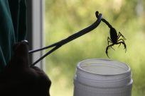 A technician holds a scorpion with a pair of tongs at Labiofam Laboratories in Santa Clara, Villa Clara province in central Cuba, around 280 km (174 miles) from Havana