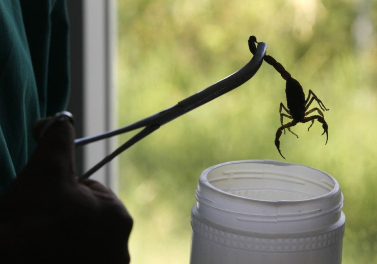 A technician holds a scorpion with a pair of tongs at Labiofam Laboratories in Santa Clara, Villa Clara province in central Cuba, around 280 km (174 miles) from Havana