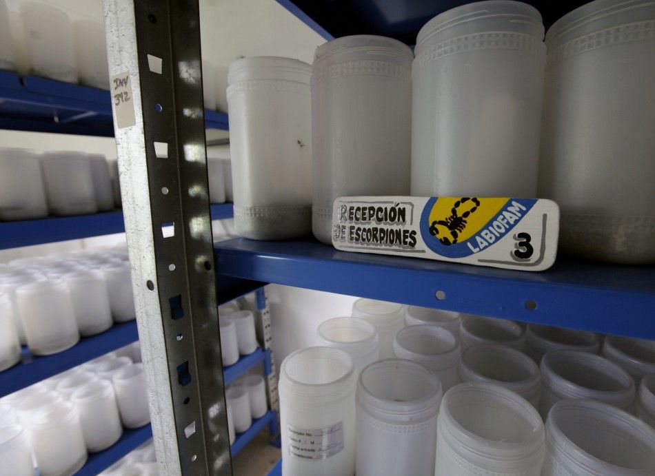 Scorpions are bred inside containers at Labiofam Laboratories in Santa Clara, Villa Clara province in central Cuba, around 280 km 175 miles from Havana 