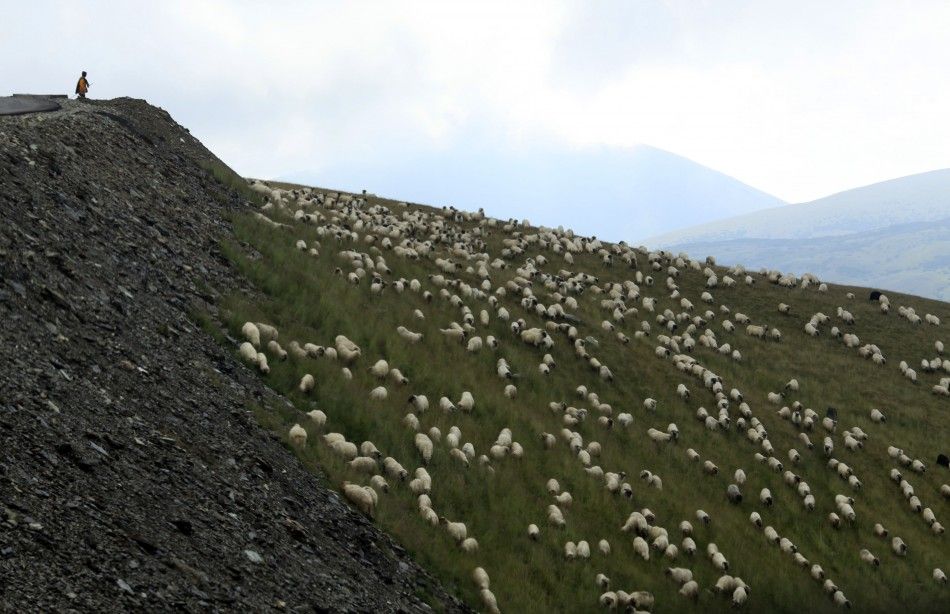 A shepherd watches over his flock near the peak of Transalpina