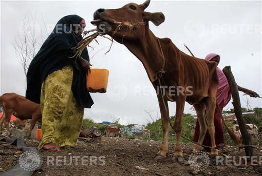 A woman feeds her drought-stricken cattle with dried corn leaves in Mogadishu