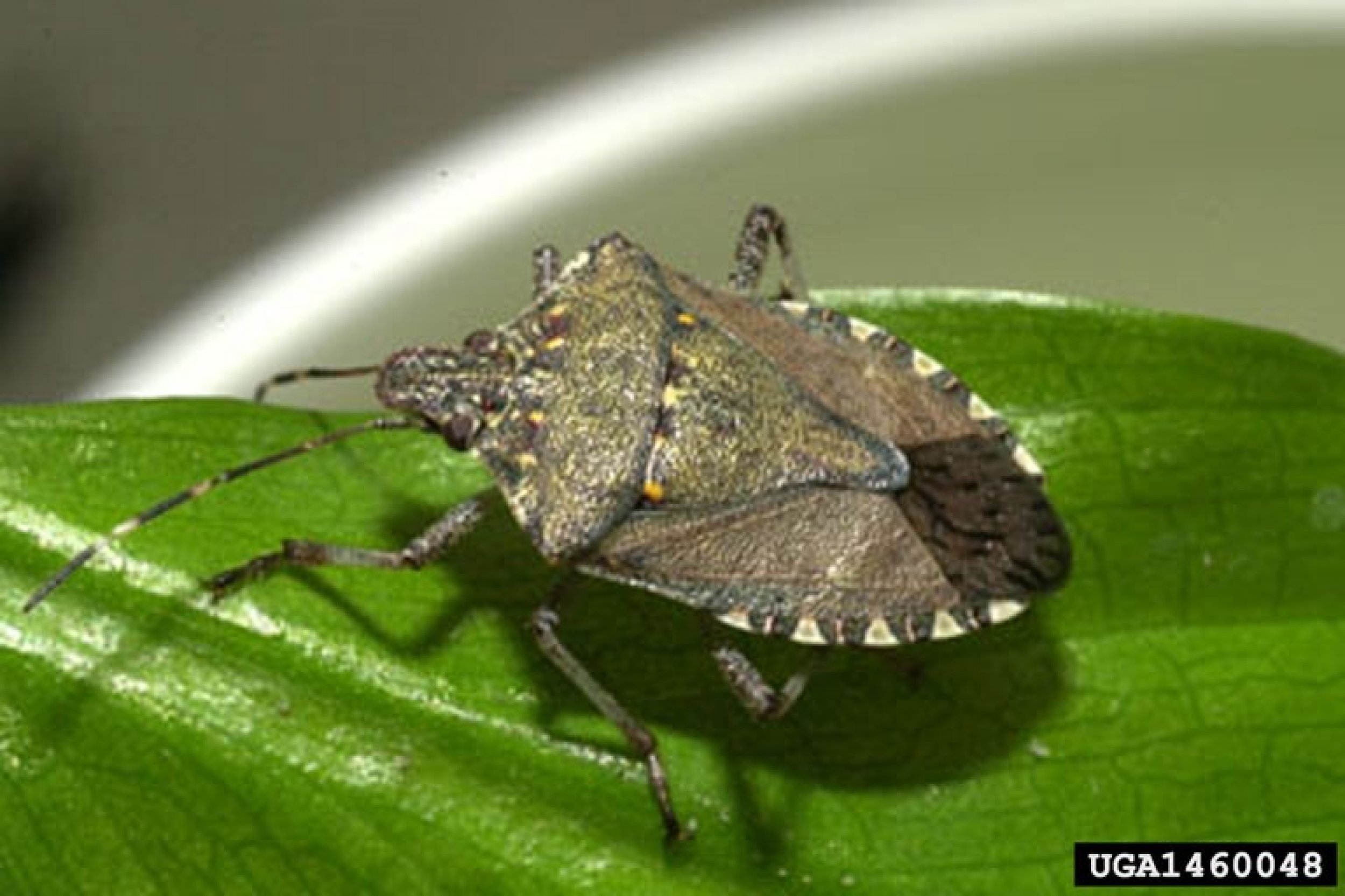 america-braces-for-a-stink-bug-invasion-ibtimes