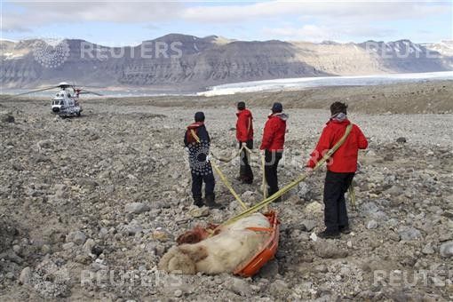 People pull remains of male polar bear away from scene after it was shot by member of a group of British campers on central island of Spitsbergen