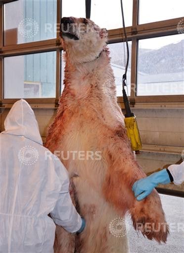 The polar bear which attacked a group of British campers on Friday and was shot by one of the group members, is examined by experts in Longyearbyen