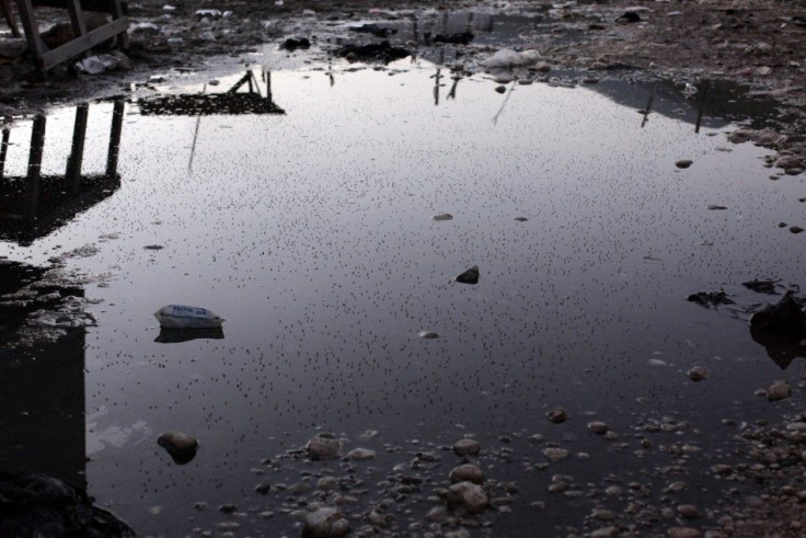 A puddle full of mosquitoes is seen in Jimani on the border between Dominican Republic and Haiti