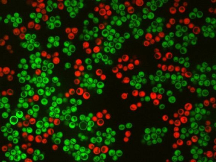 Yeast Provides Clues to &#039;Why&#039; Complex Life Had to Sprout: Study