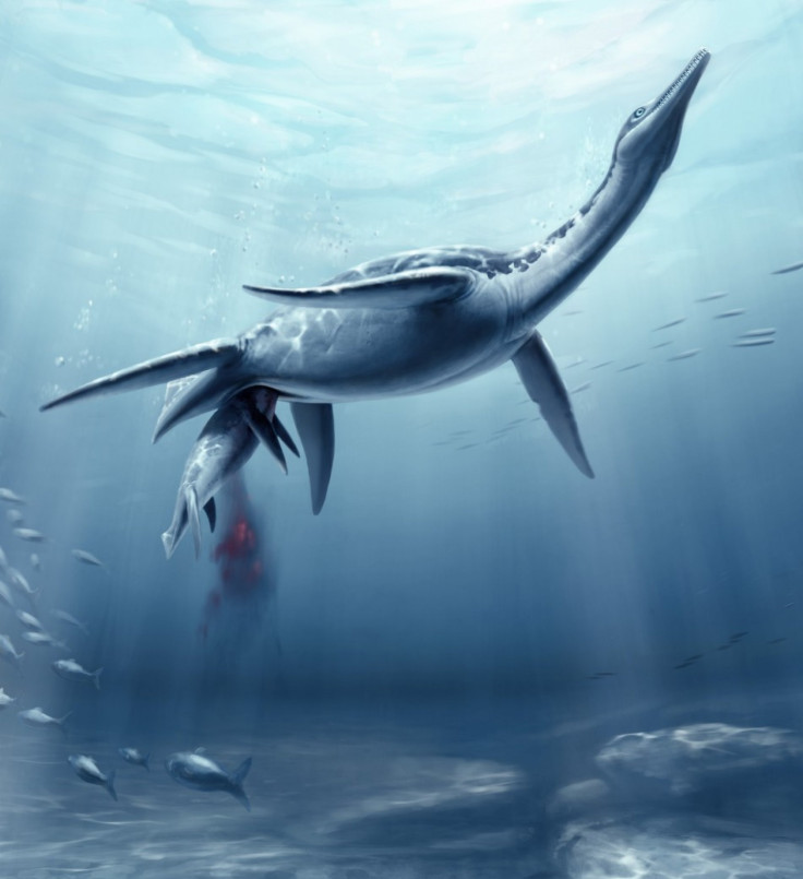 Plesiosaur Drawing