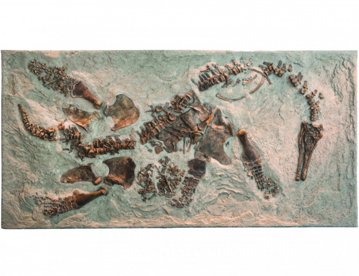 Picture of the Plesiosaur fossil.