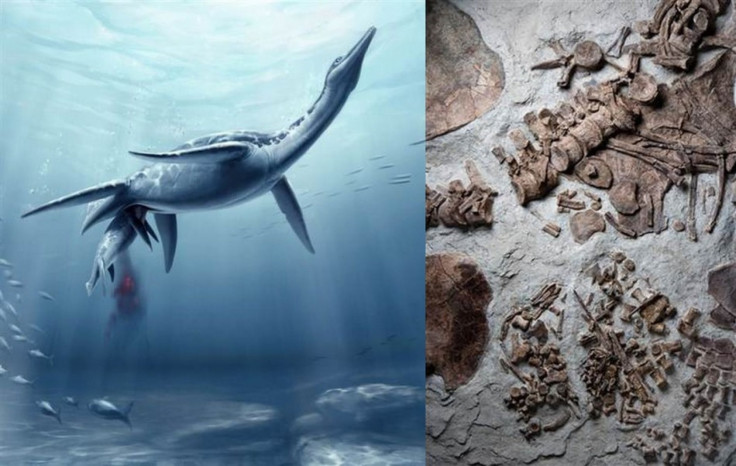 Ancient Sea Monster Fossil Demonstrates Evidence of Live Birth.