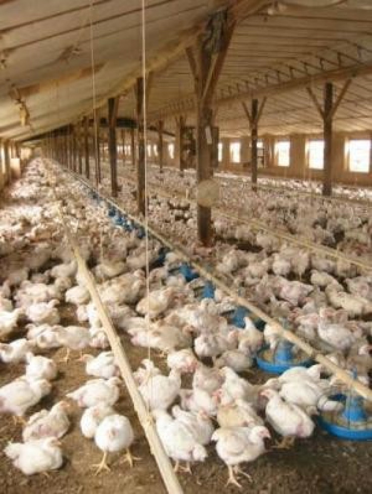 Study On Organic Poultry, A Wakeup Call For U.S. Regulators