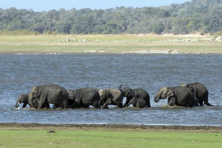 Elephant census