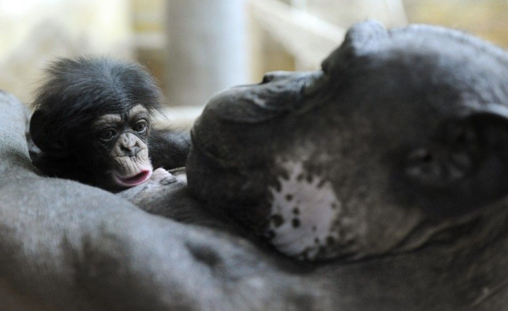 A six-day-old female baby chimpanzee (Pan troglodytes) clings to her mother Uschi at the Bratislava Zoo March 16, 2011