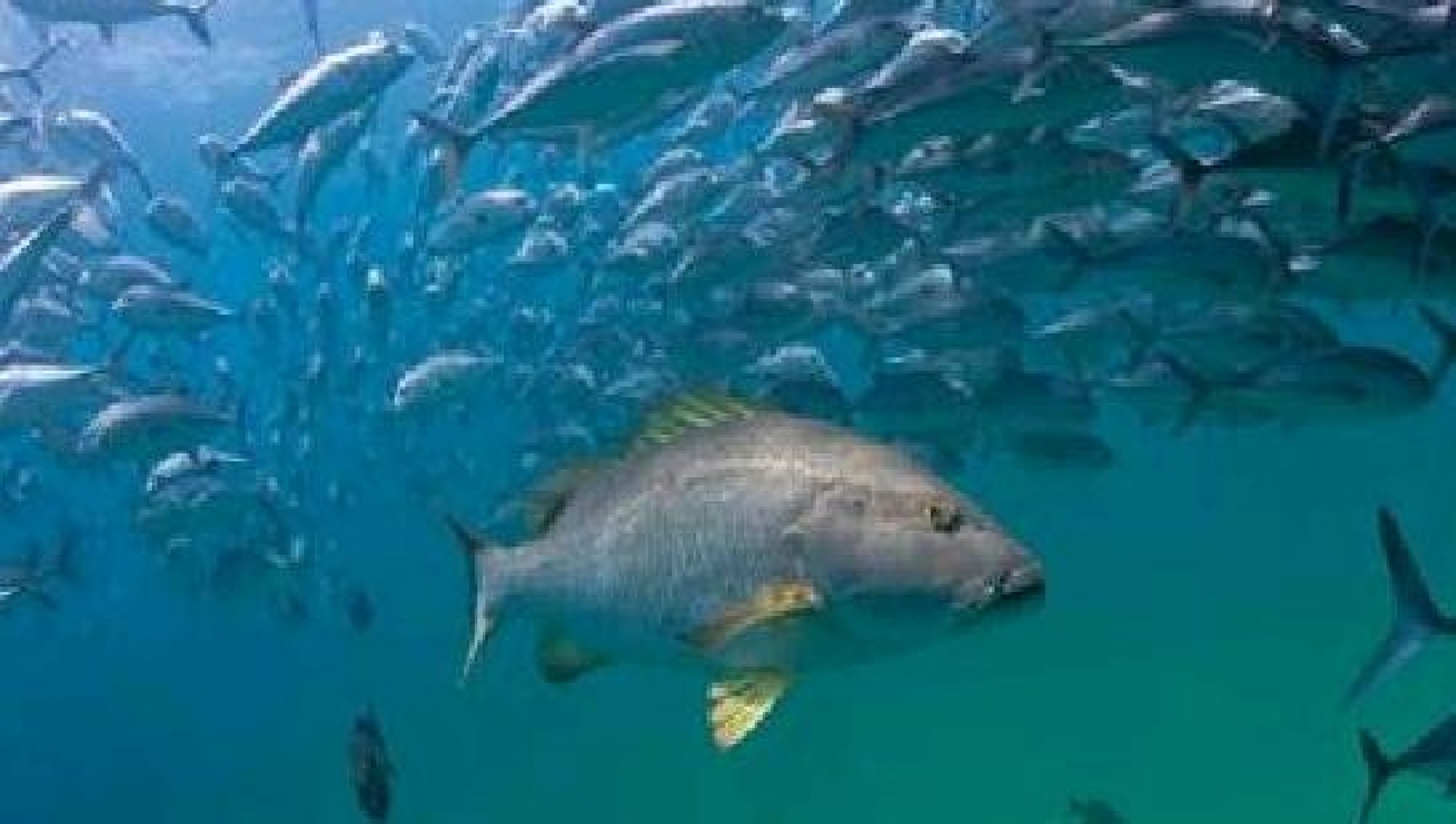 Once depleted by fishing, Cabo Pulmo now boasts a healthy mix of wildlife.