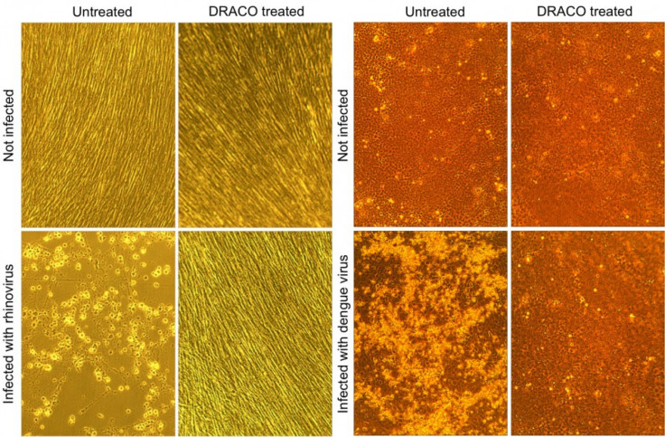 The microscope images above show that DRACO successfully treats viral infections.