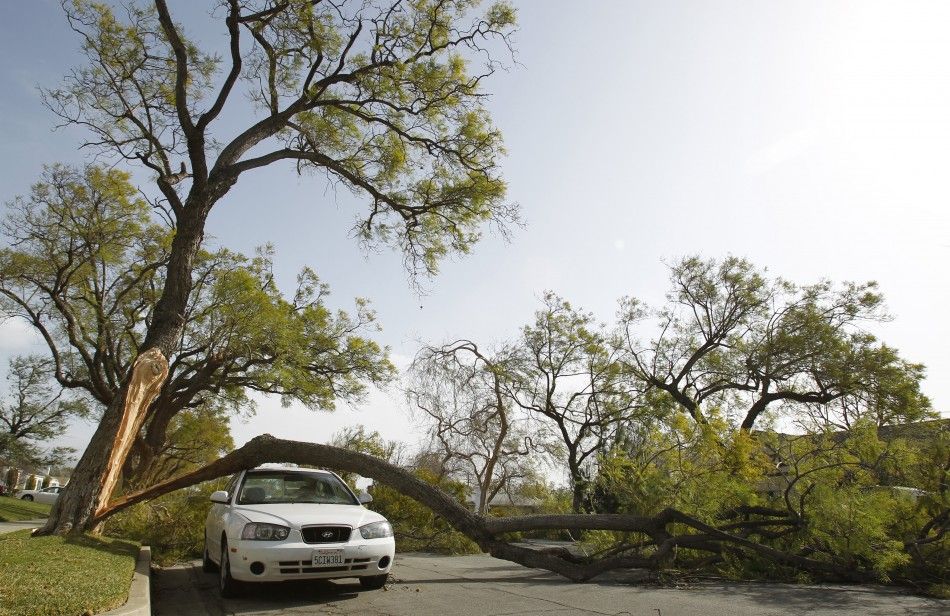 Шторм в Лос Анджелесе. Калифорния ветер. Бинарные деревья в Лос. Буря опрокидывает дерево. A lot of damage
