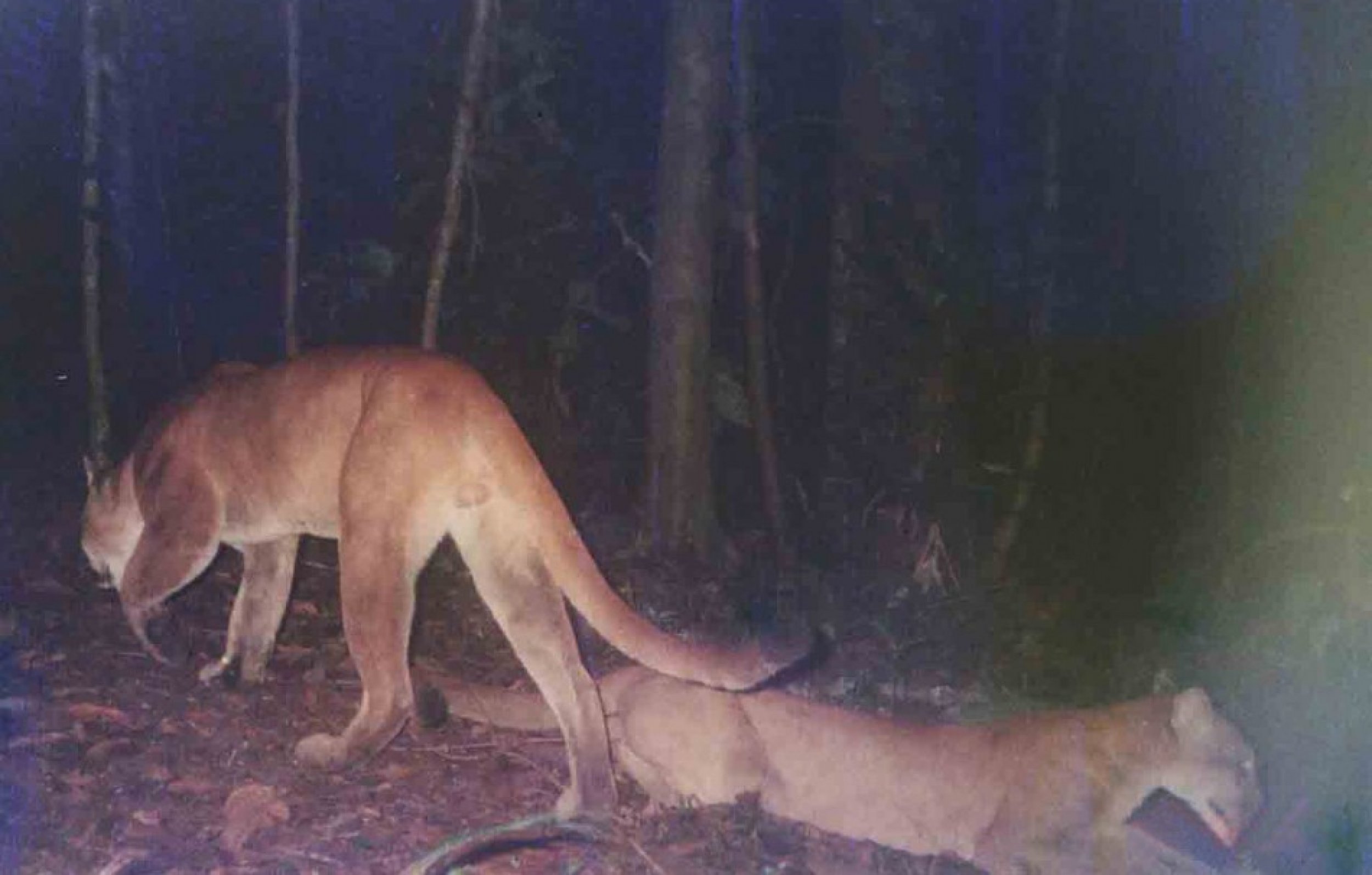 The first global camera-trap study of mammals