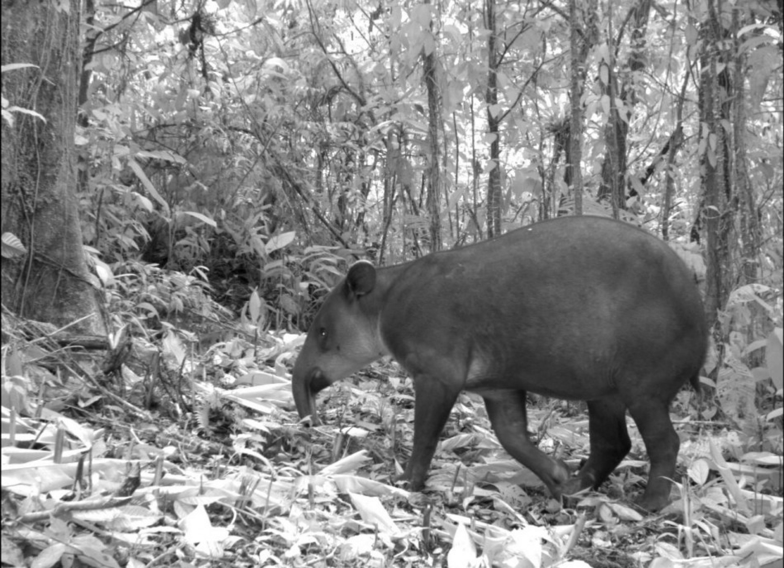 The first global camera-trap study of mammals