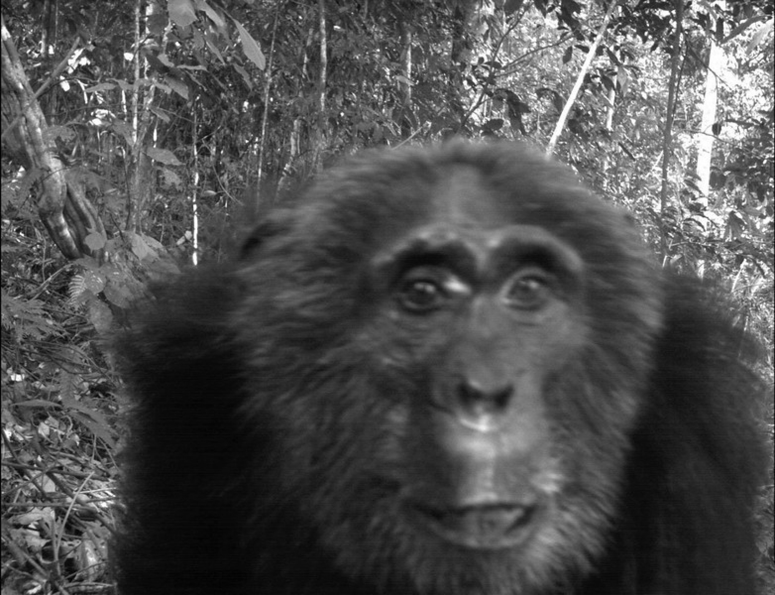 Pan troglodytes Common chimpanzee, an endangered species.