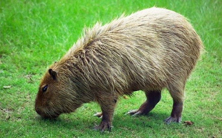 Capybara Rodent