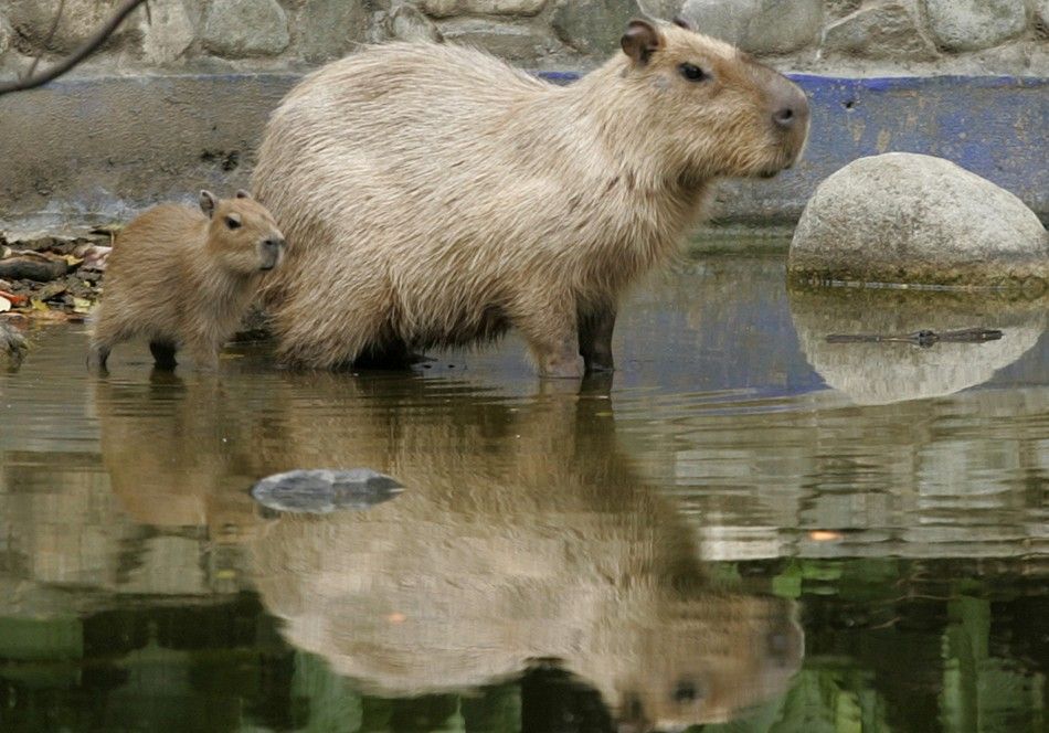 Giant South American Rodent Spotted in California