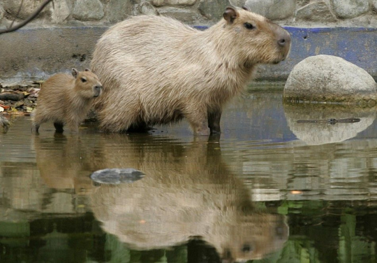 Giant Rodents