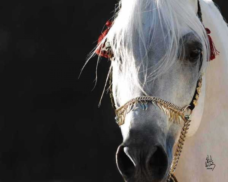 Horse Slaughter Approved for U.S.