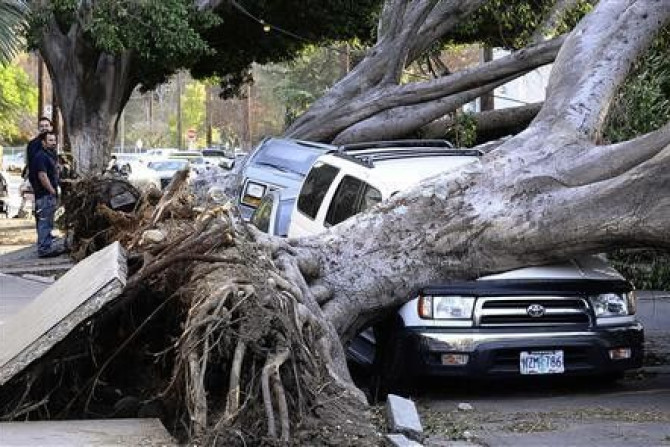 Local residents look at eucalyptus trees which fell on cars and blocked the street on Ave 57 after a heavy wind storm in the morning at Highland Park in Los Angeles, California