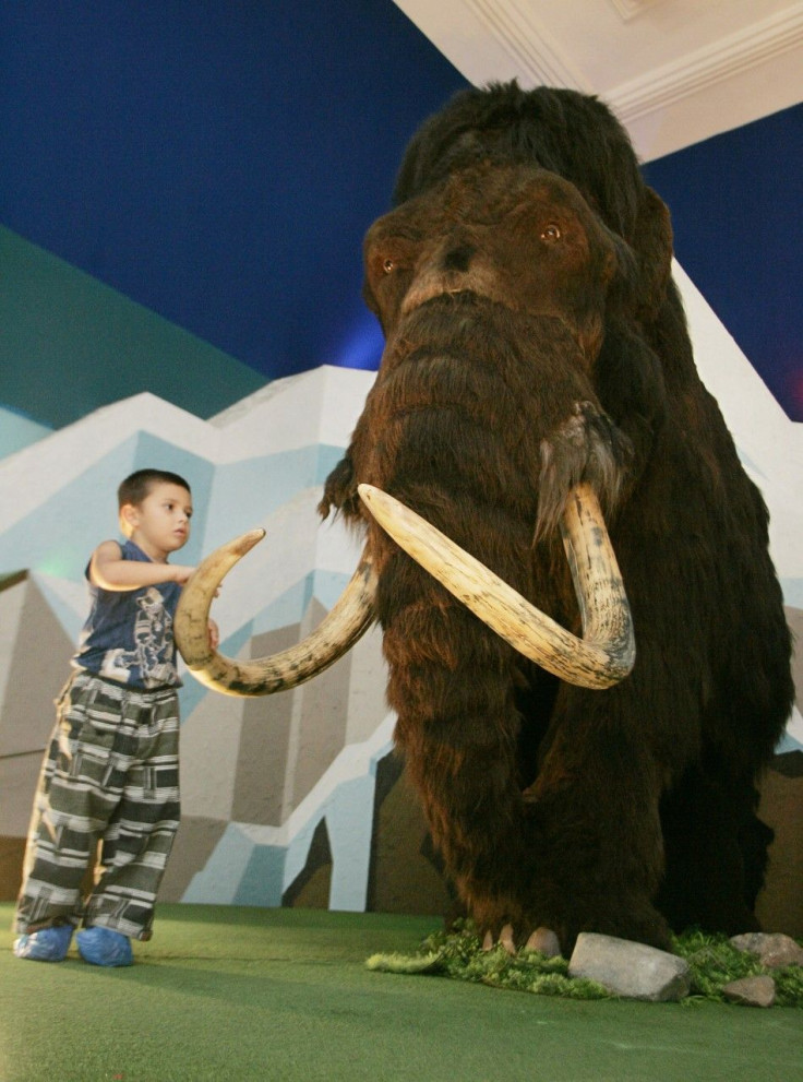 A mammoth reconstruction