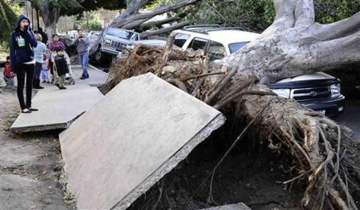 Residents look at slabs of the broken concrete pavement and uprooted eucalyptus trees after a heavy wind storm in the morning at Highland Park in Los Angeles, California