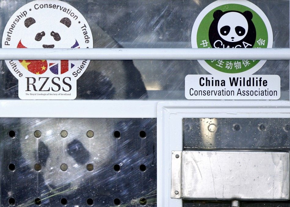 Tian Tian, a female giant panda looks out of her container as it is unloaded off an aircraft at Edinburgh airport in Scotland