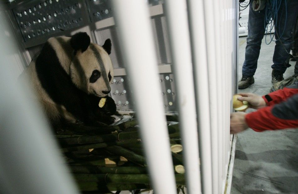 A staff feeds giant panda Yang Guang with apples before being loaded into the plane at Chengdu Shuangliu International Airport.