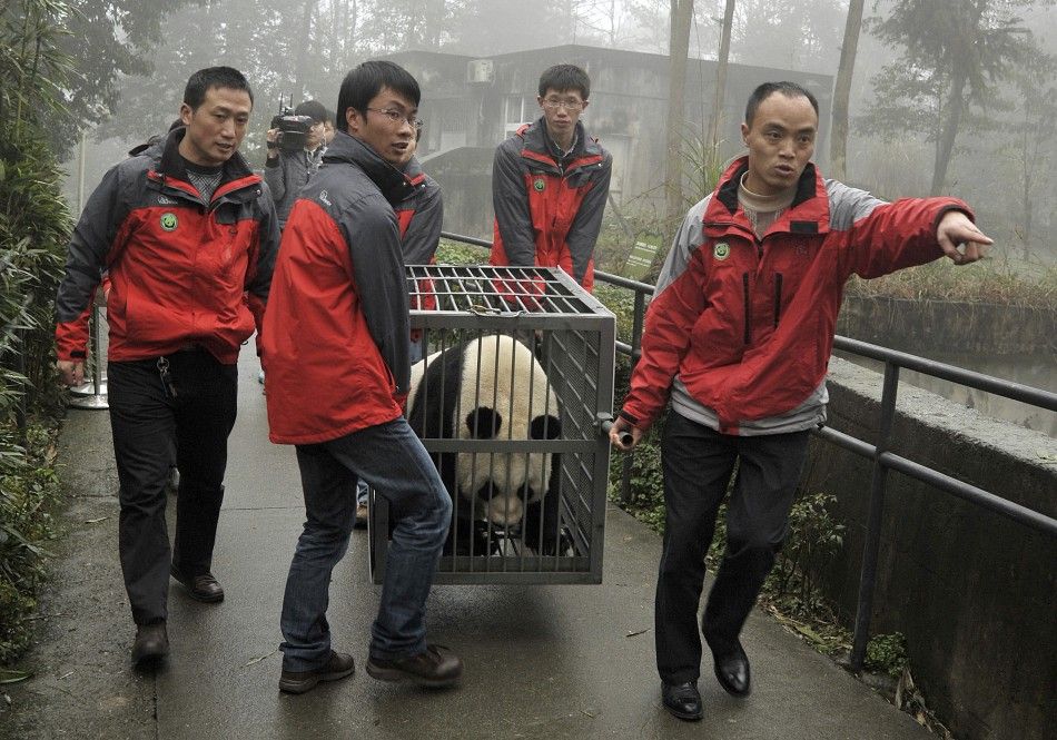 Staff transport panda Tian Tian in a cage at the Bifengxia panda breeding centre in Ya039an, Sichuan province
