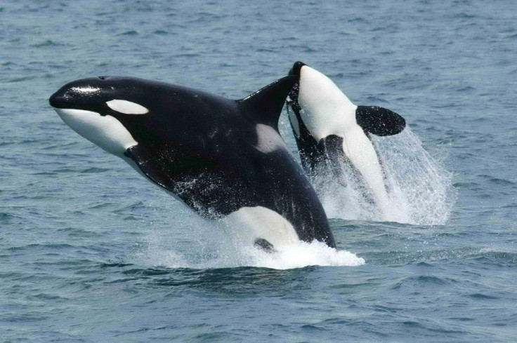 Killer whales