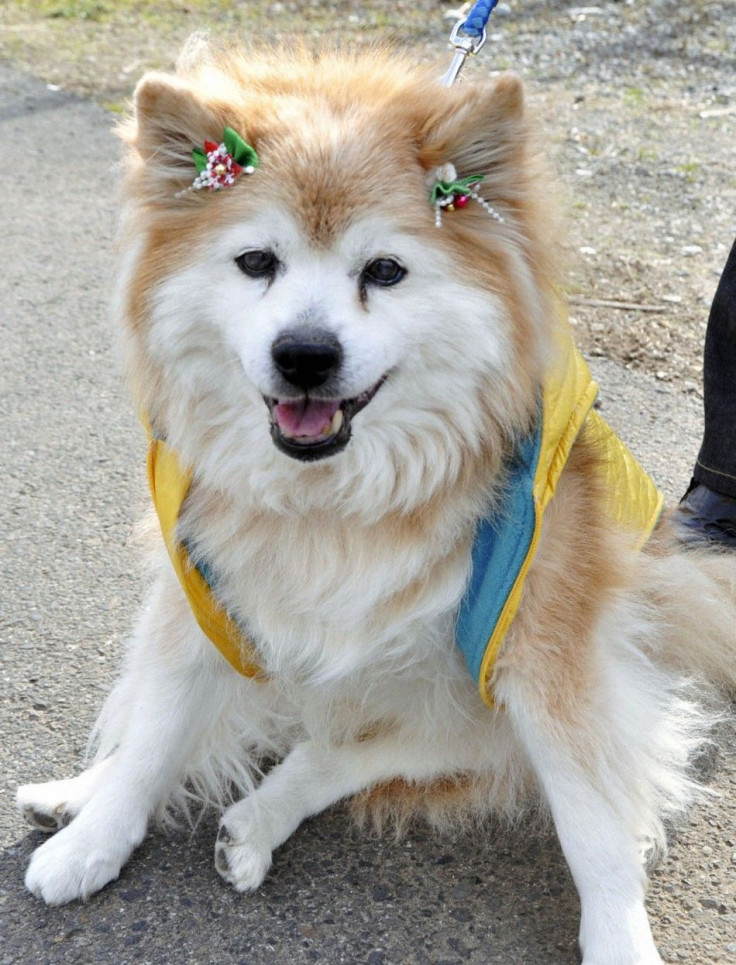 World&#039;s Oldest Dog