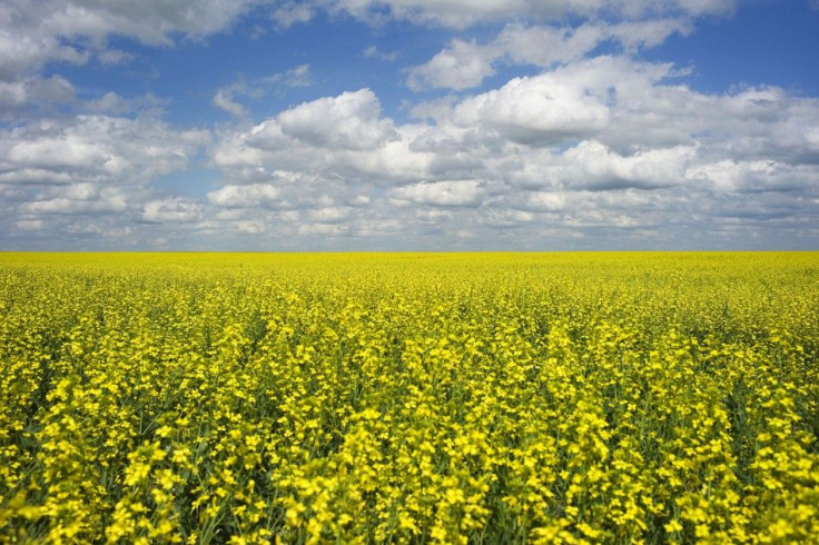 A canola crop used for making cooking oil sits in full bloom near Fort Macleod.