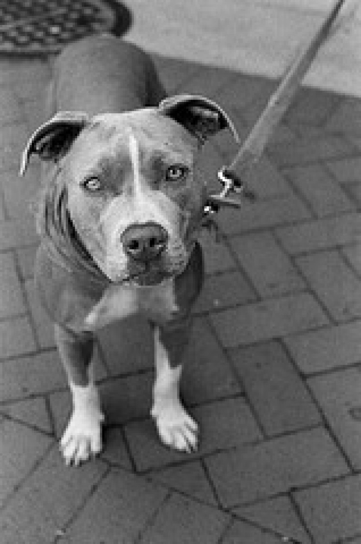 Gangs in London breed dangerous dogs by injecting them with steroids for fights, use them in drug deals and other crimes