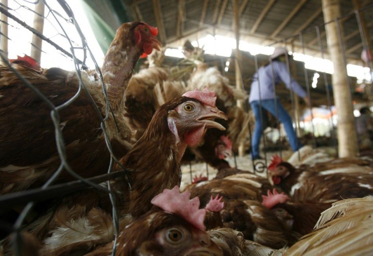 Chickens peer out of their cage at a poultry wholesale market outside Hanoi, Viet Nam.