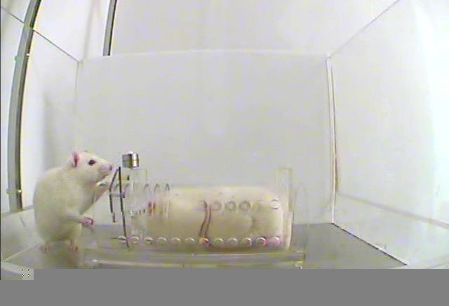Rats Choose Empathy Over Chocolate