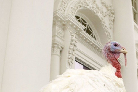 The national Thanksgiving turkey &quot;Courage&quot; is pictured moments before U.S. President Barack Obama pardons it during the annual White House turkey pardoning ceremony on the North Portico of the White House in Washington