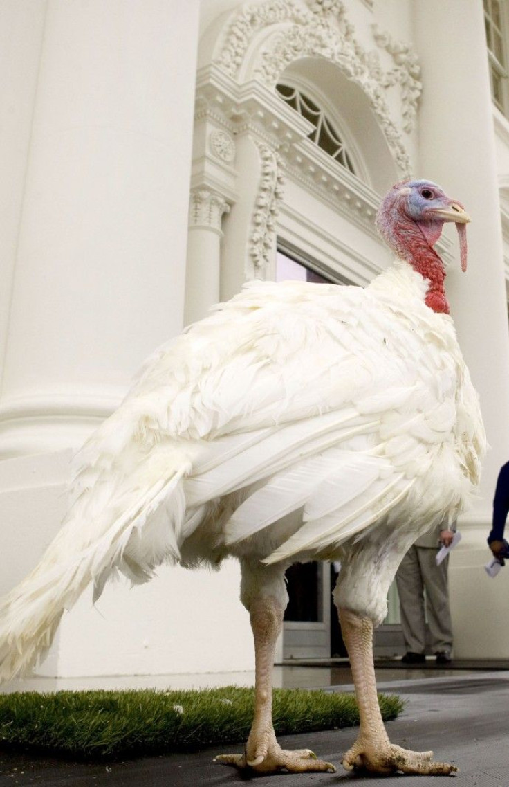 The national Thanksgiving turkey &quot;Courage&quot; is pictured moments before U.S. President Barack Obama pardons it during the annual White House turkey pardoning ceremony on the North Portico of the White House in Washington