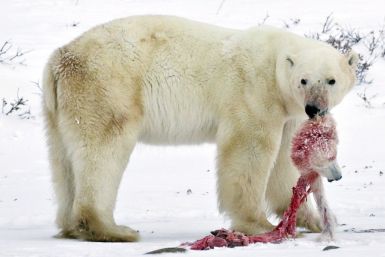 Polar Bear Cannibalism