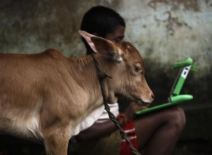 A schoolboy uses a laptop provided to him under &#039;one laptop per child&#039; project by non-governmental organisation (NGO) as a calf stands near in a primary state-run school on the eve of International Literacy Day at Khairat village, about 90 km (5
